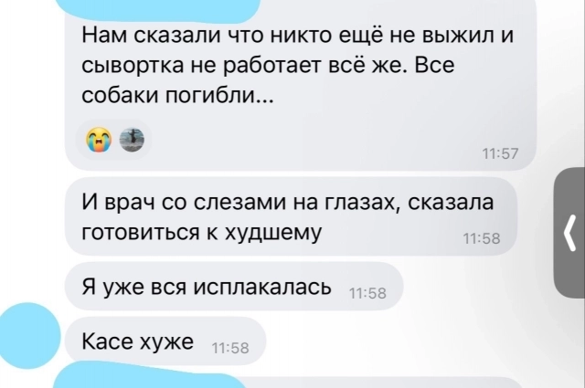 В закрытых чатах хозяева пострадавших питомцев делятся, что лечение не помогает.