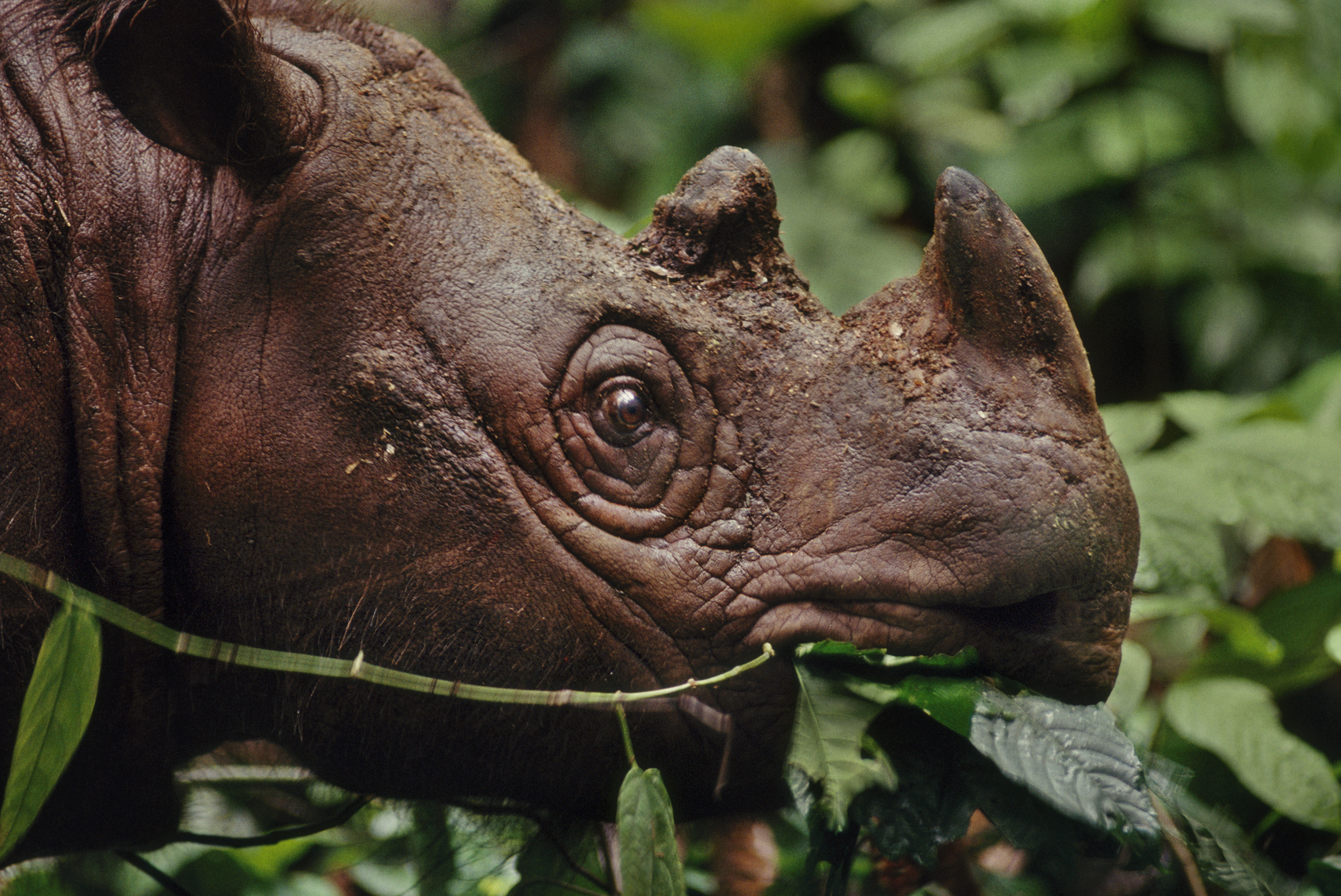 Носорог в тропическом лесу. Суматранский носорог. Суматорскский носорог. Суматранский Бегемот. Суматранский двурогий носорог.