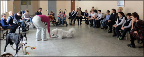 Собаки в школе Красноярска