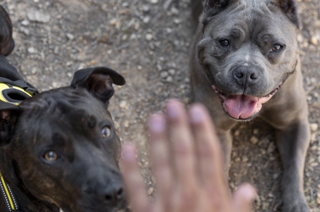 Владелец собак считает, что их спровоцировали.