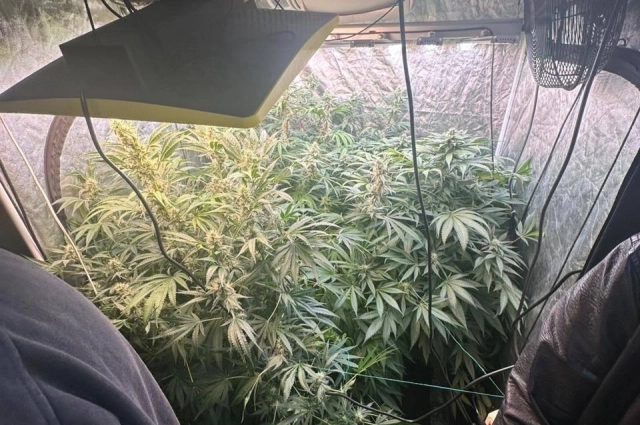 Теплица была оборудована в доме друга, который уехал на длительное время.