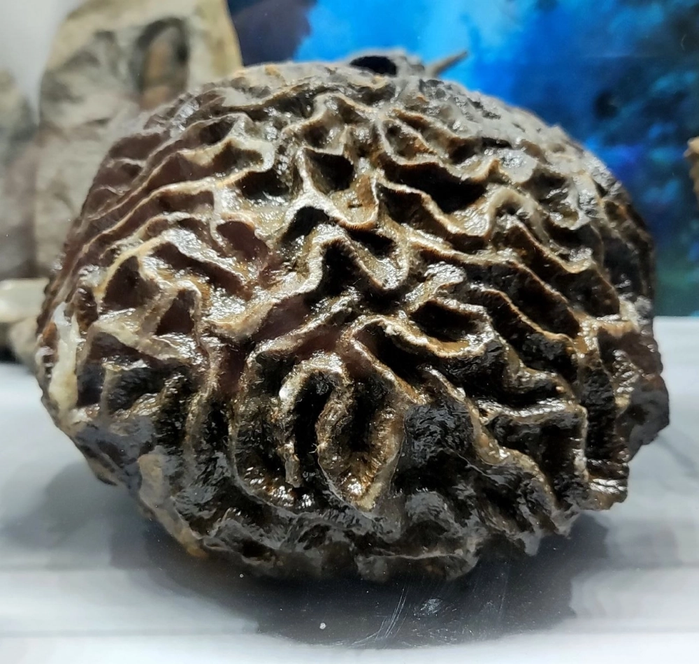 Когда окаменелость только извлекли из земли, она была еще на сто граммов тяжелее.