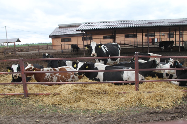 Коровам дают экологически чистые корма.