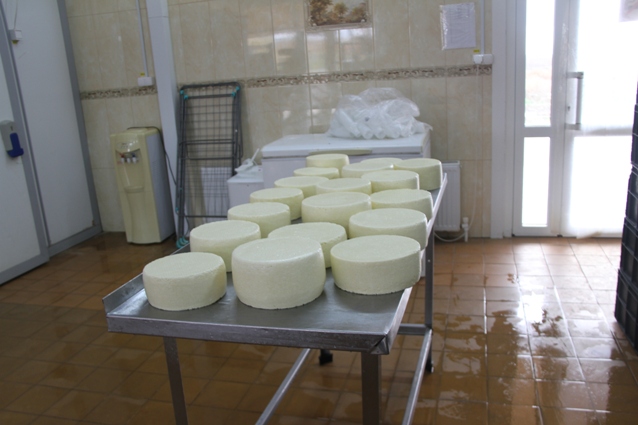 Мини-завод выпускает два вида сыра.