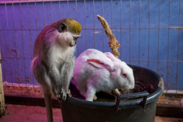 В волгоградском приюте для животных «Дино» обезьянка «усыновила» кроликов?  | ОБЩЕСТВО | ВОПРОС-ОТВЕТ | АиФ Волгоград