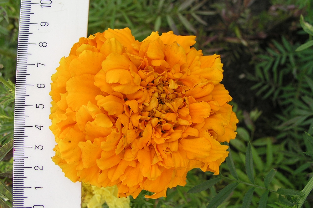 Бархатцы махровые.