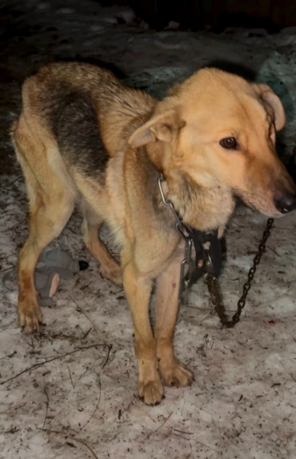 Пёс по кличке Скуби просидел несколько суток в заколоченном доме вместе с сотоварищами, пока его не спасла Ольга Новосёлова.