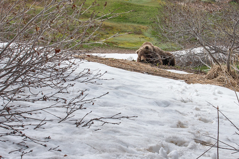 Прощай, берлога!