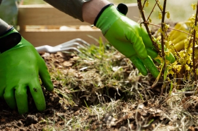 Глубина посадочной ямы должна быть около 50 см