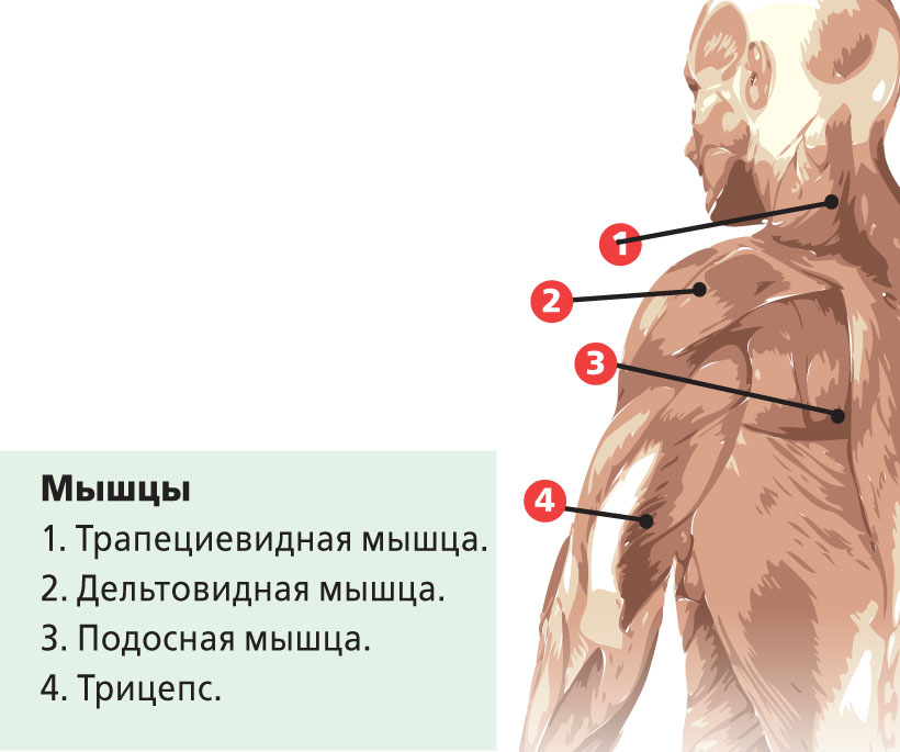 Боль в плече после физических нагрузок и воспалений