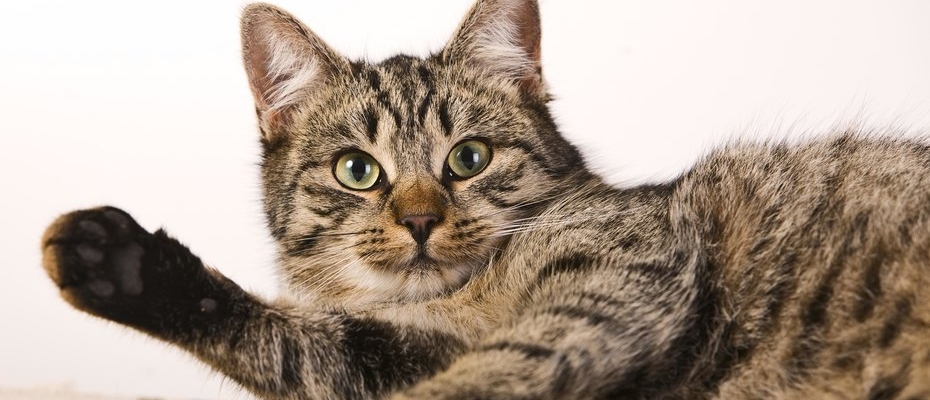 5 причин, почему кошки гадят на постель. Как отучить? | ОБЩЕСТВО | АиФ Урал