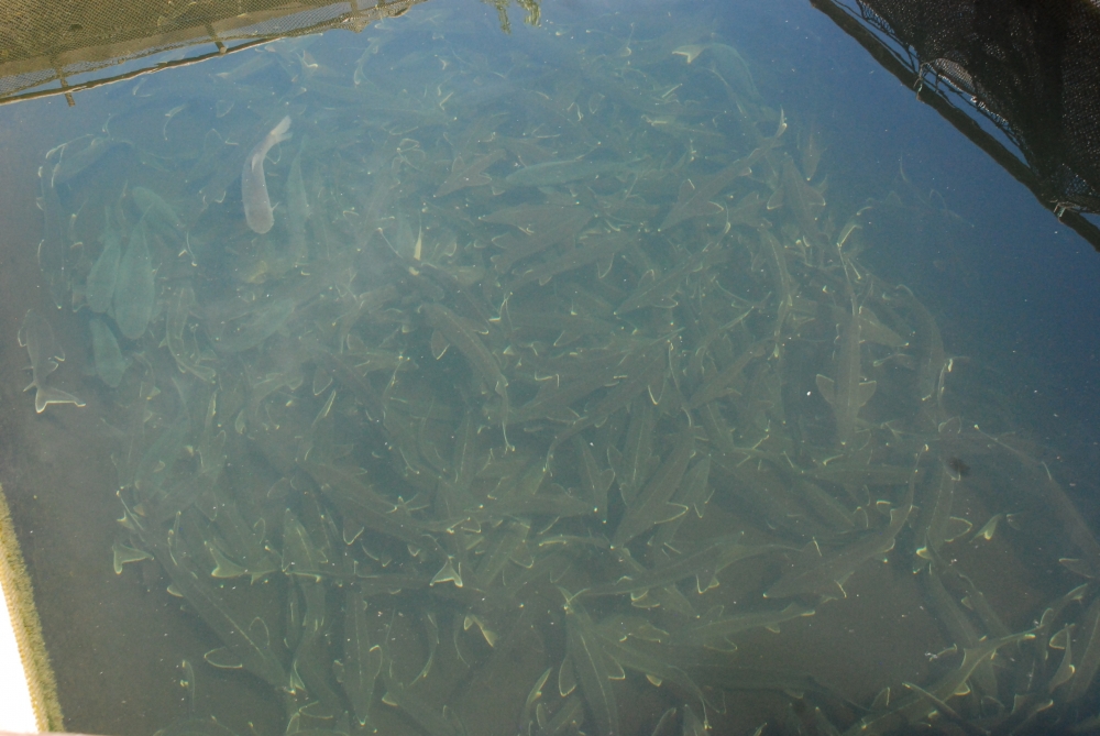 Какой сброс на ириклинском водохранилище сегодня. Рыбы в море. Рыбы Каспийского моря. Рыбы черного моря. Ириклинское море в Оренбургской области.