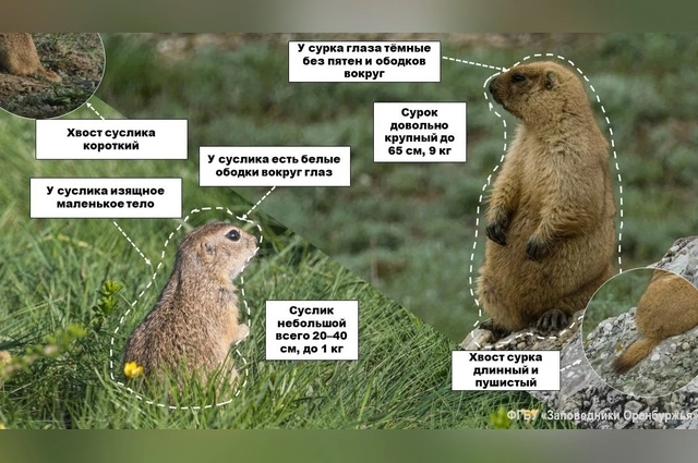 заповедник Оренбургский, косуля, сурки, суслики, лисица, весна в заповеднике