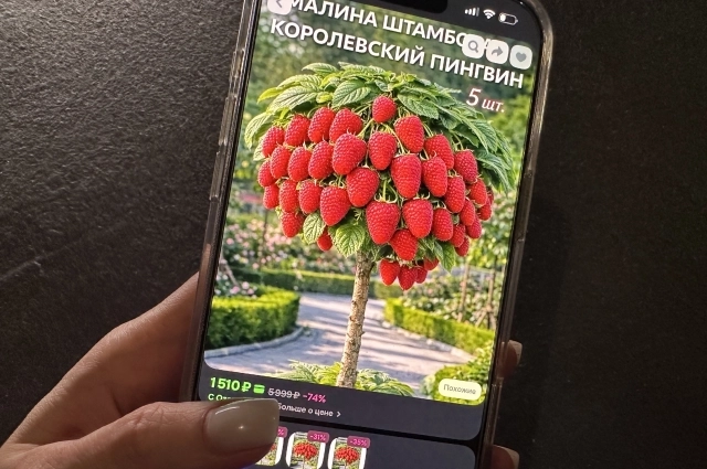 Дерево, на котором растёт нереалистичная малина. 