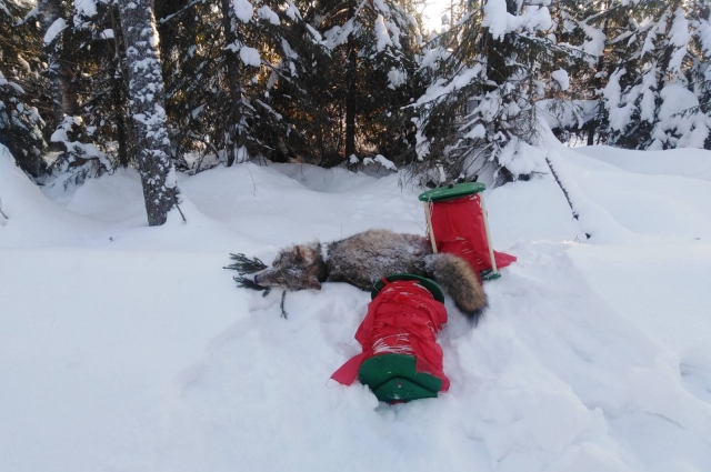 В январе в Кудымкарском округе ликвидировали матёрого волка, который ранее пытался задушить собаку в черте города.