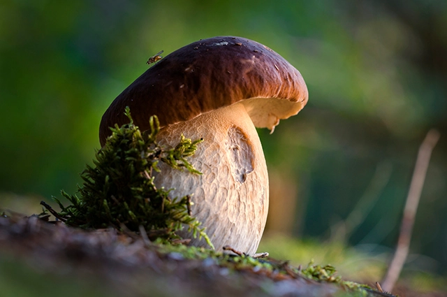 Признак несъедобности грибов — их не едят черви, насекомые.