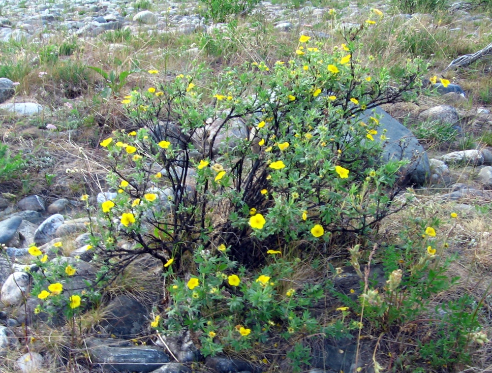 Лапчатка кустарниковая.