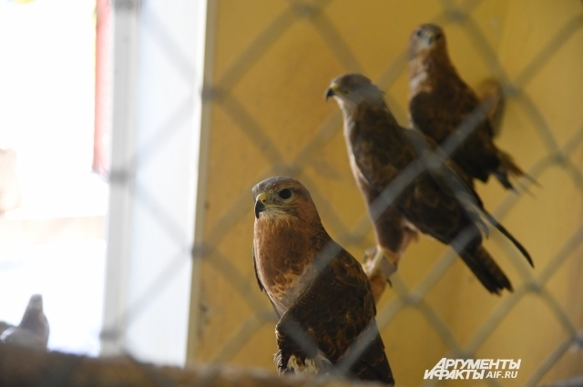 Ы Центре реабилитации больше всего птиц, повредивших крытья о провода. 