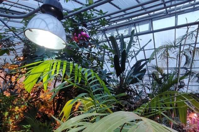 Коллеккция живых растений ботсада ПГНИУ входит в десятку крупнейших в России.