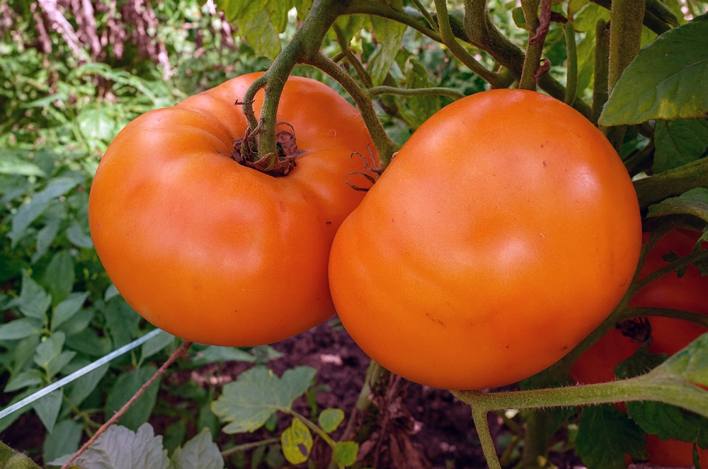 Амана Оранж — один из самых вкусных и ароматных томатов.