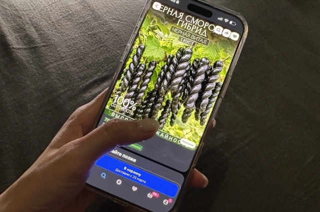 Фото смородины, саженцами которой торгует один из продавцов. 