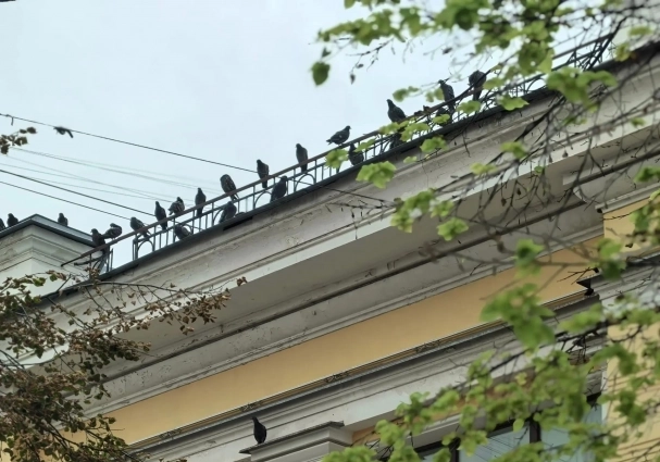 Оставят ли деревья?