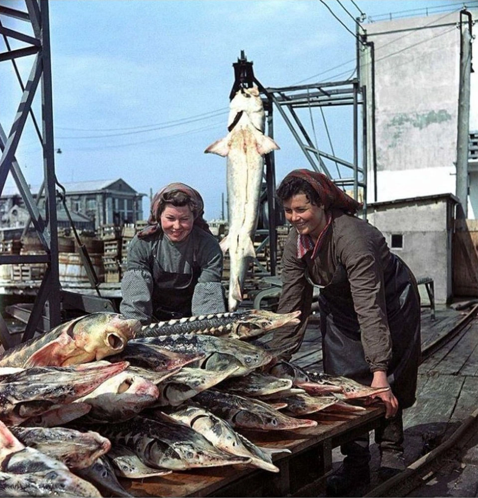 Керченский рыбокомбинат, 1955 г.  Крупную рыбу в Чёрном море выловили до 70-х годов прошлого века.