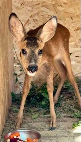 Бойцы дали малышу прозвище Сапер. Бойцы дали малышу прозвище Сапер.
