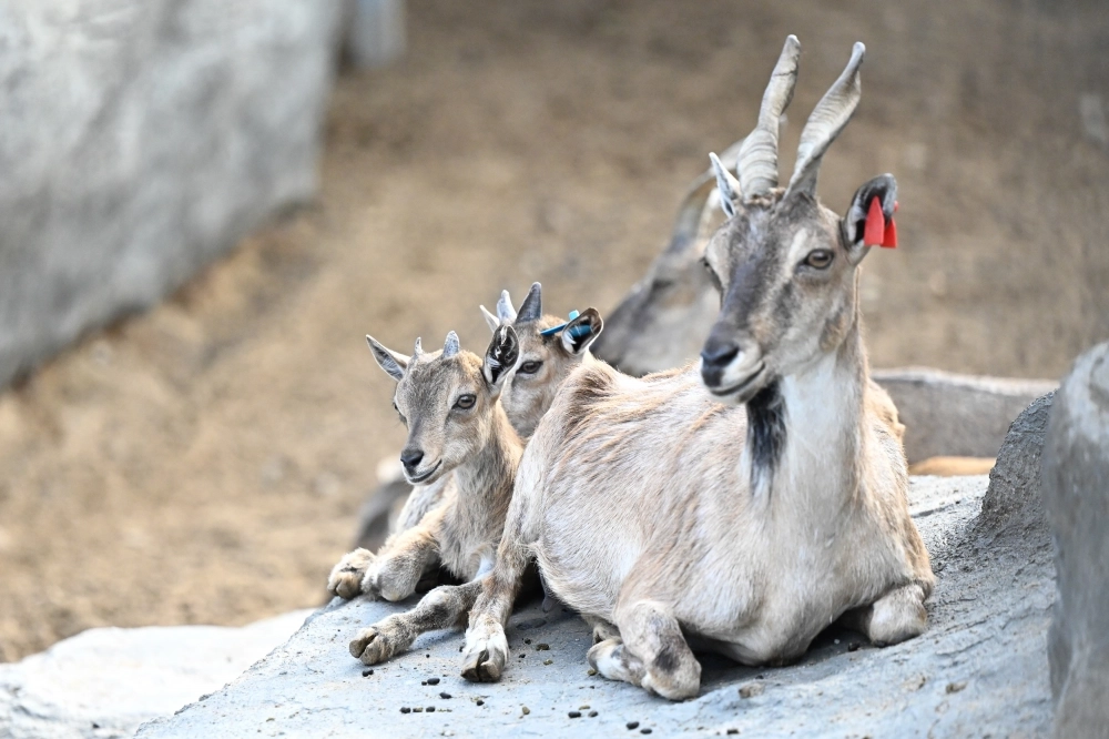 Коллекция животных насчитывает более 3 тыс. особей 314 видов, 80 % из них занесены в Красные книги