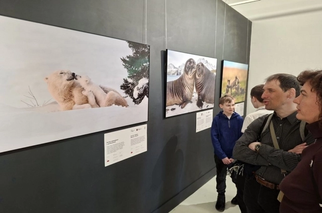 Белая медведица с детенышем. Жан Жунчжи (Китай). Место съемки - Канада.