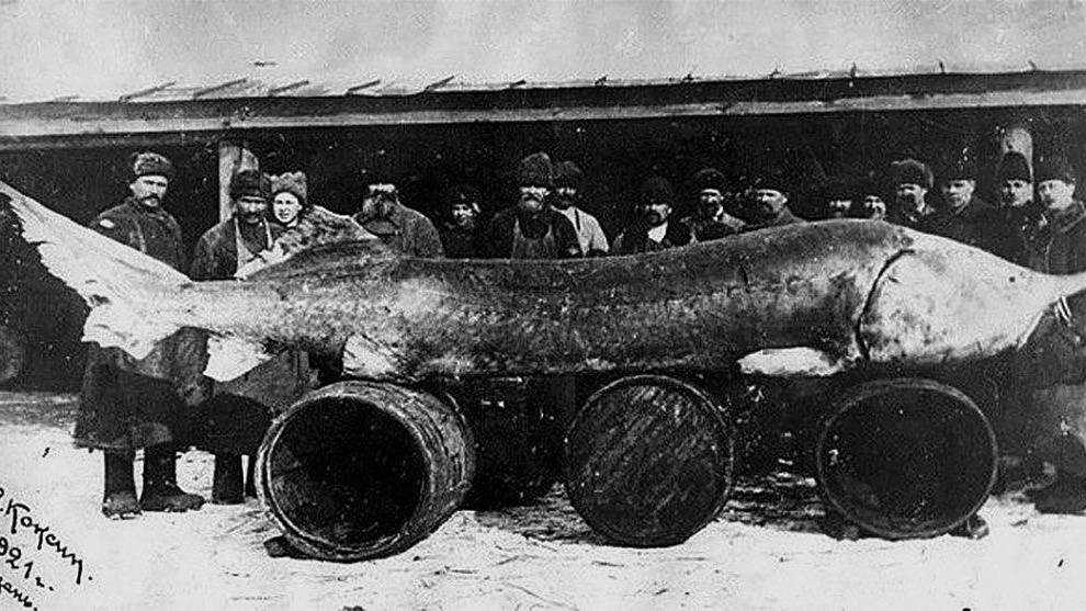 Огромная Белуга. Фото Якова Коксина, 1921 год