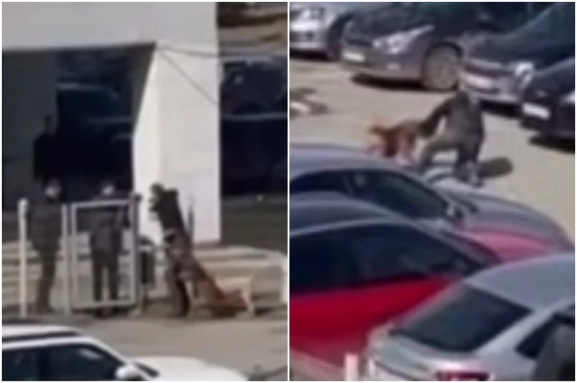 Собаки вцепились в руку мужчины и таскали его по парковке.
