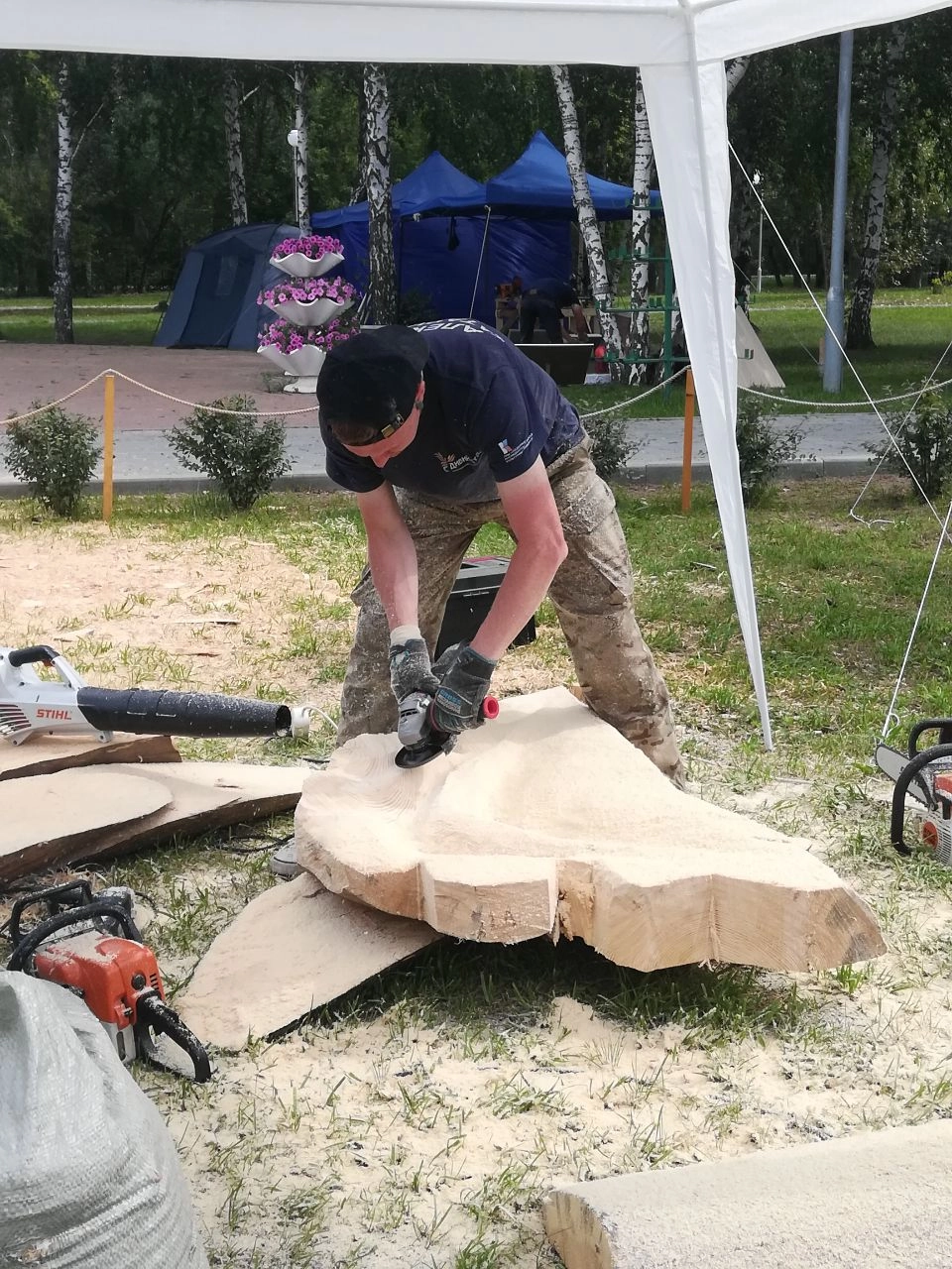 Северная сосна, с которой работают художники, отличается большим диаметром ствола.