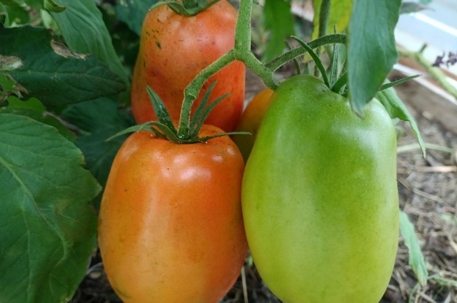 Когда высаживать овощи в теплицу?