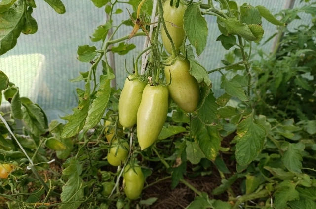 Сорт томата 