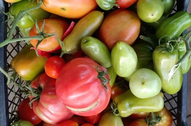 Помидоры нужно перебрать и не хранить вместе зеленые с красными.