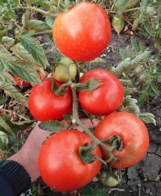 Львиное сердце устойчивый к фитофторозу сорт.