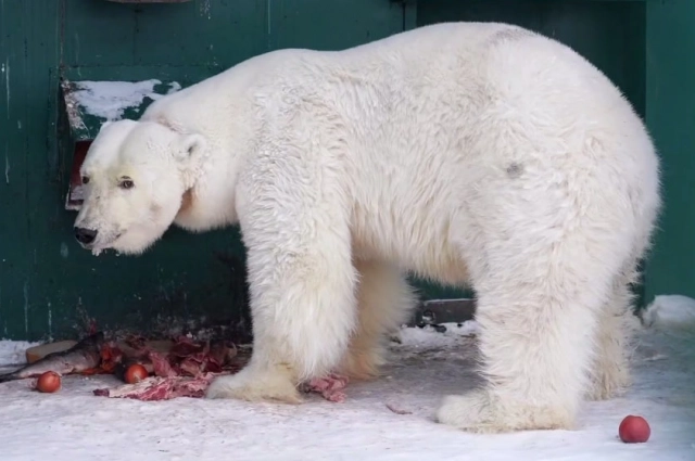 Медведица с удовольствием ест рыбу.
