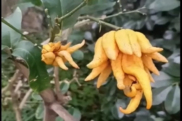 Многие ошибочно принимают плод, именуемый рукой Будды, за лимон, но это особая разновидность цитруса.