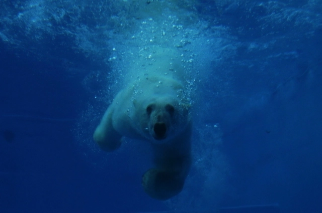 Седов очень любит нырять и плавать