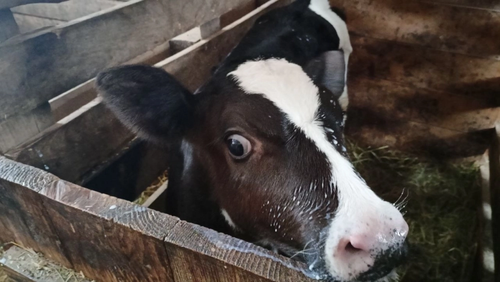 Телёнок - любимец всех ребятишек.