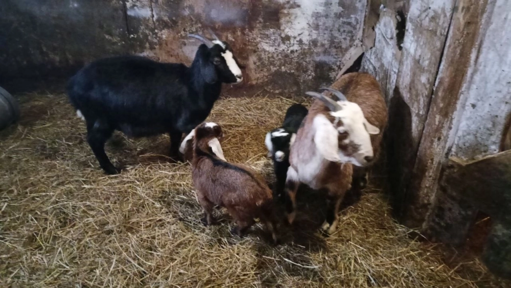 Кто чей детёныш? Подсказка: ответ не очевиден.