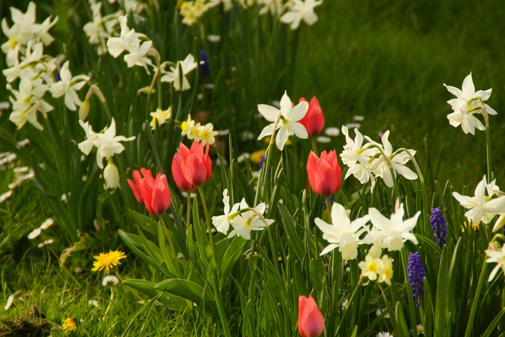 Лилии, тюльпаны и нарциссы могут быть опасны для животных.