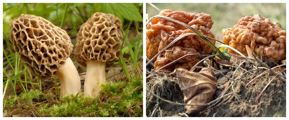 Какие грибы можно найти в апреле 2024 года в Подмосковье?1