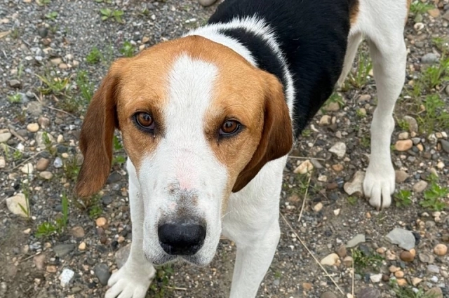 Собака убежала в лес и потерялась