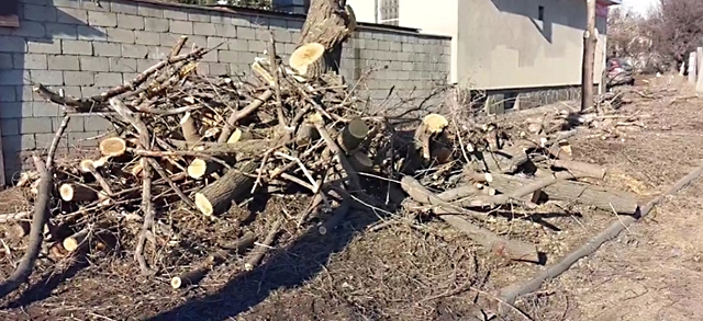 Всё, что осталось от деревьев после вырубки.