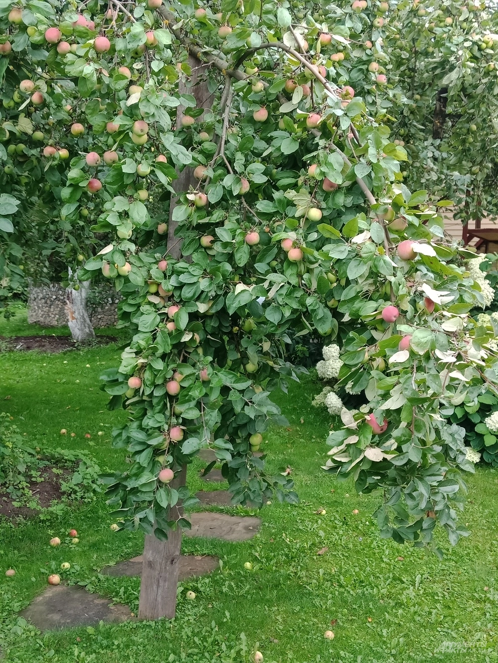 Яблоки перед уборкой на хранение нужно закалить некоторое время в ящиках на открытом воздухе.