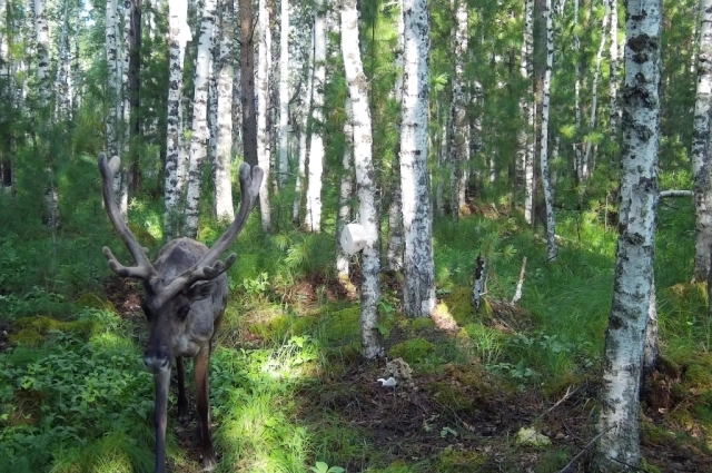чёные отслеживали постоянные места нахождения животных.