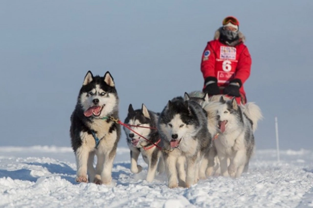 Рабочие хаски отличаются от пэт- и шоу-класса тем, что они заточены под бег, это их базовая биологическая потребность.