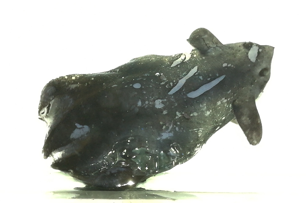 Экземпляр, похожий на Vampyroteuthis infernalis, пойманный в сентябре 2016 года на глубине от 800 до 1000 метров в Южно-Китайском море.